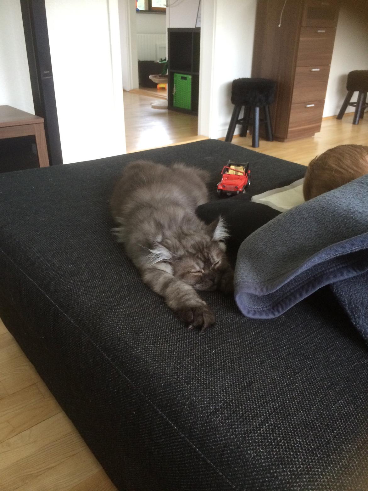 Blanding af racer Holker billede 15