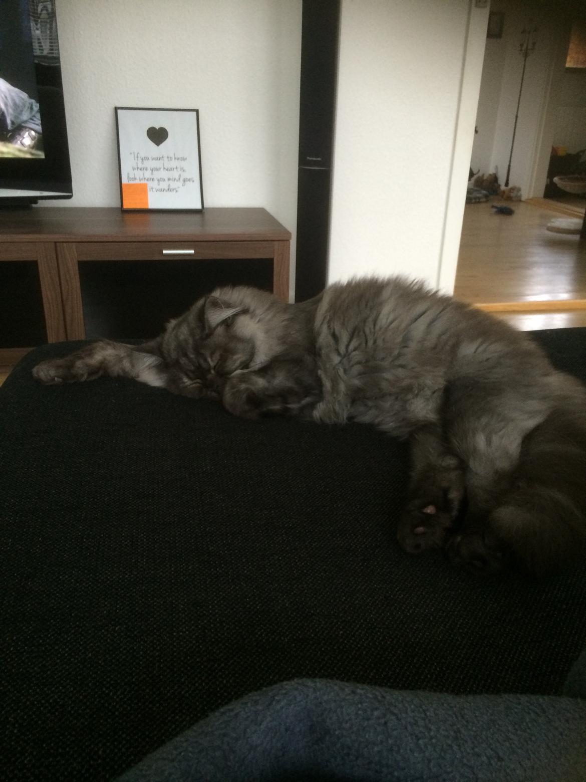 Blanding af racer Holker billede 18