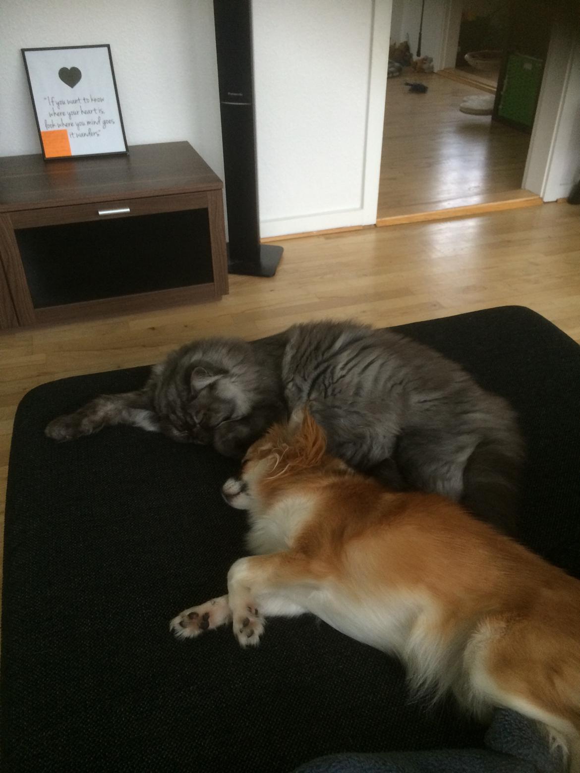 Blanding af racer Holker billede 19