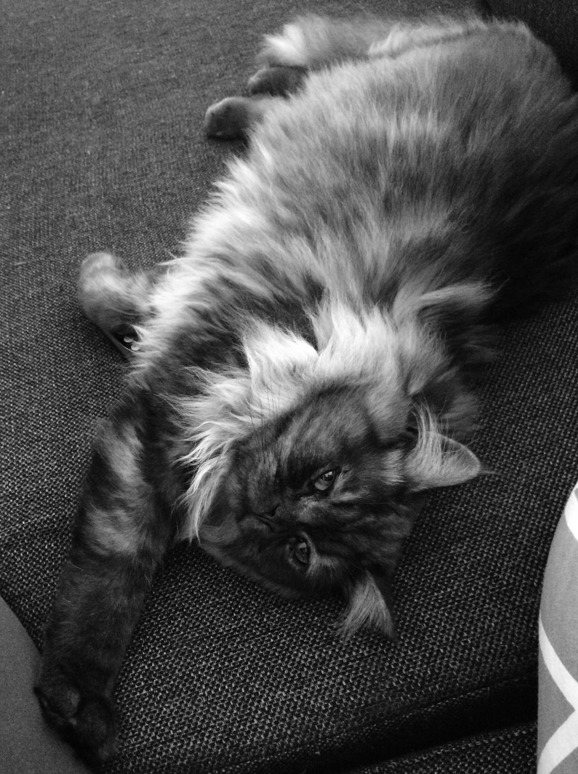 Blanding af racer Holker billede 21