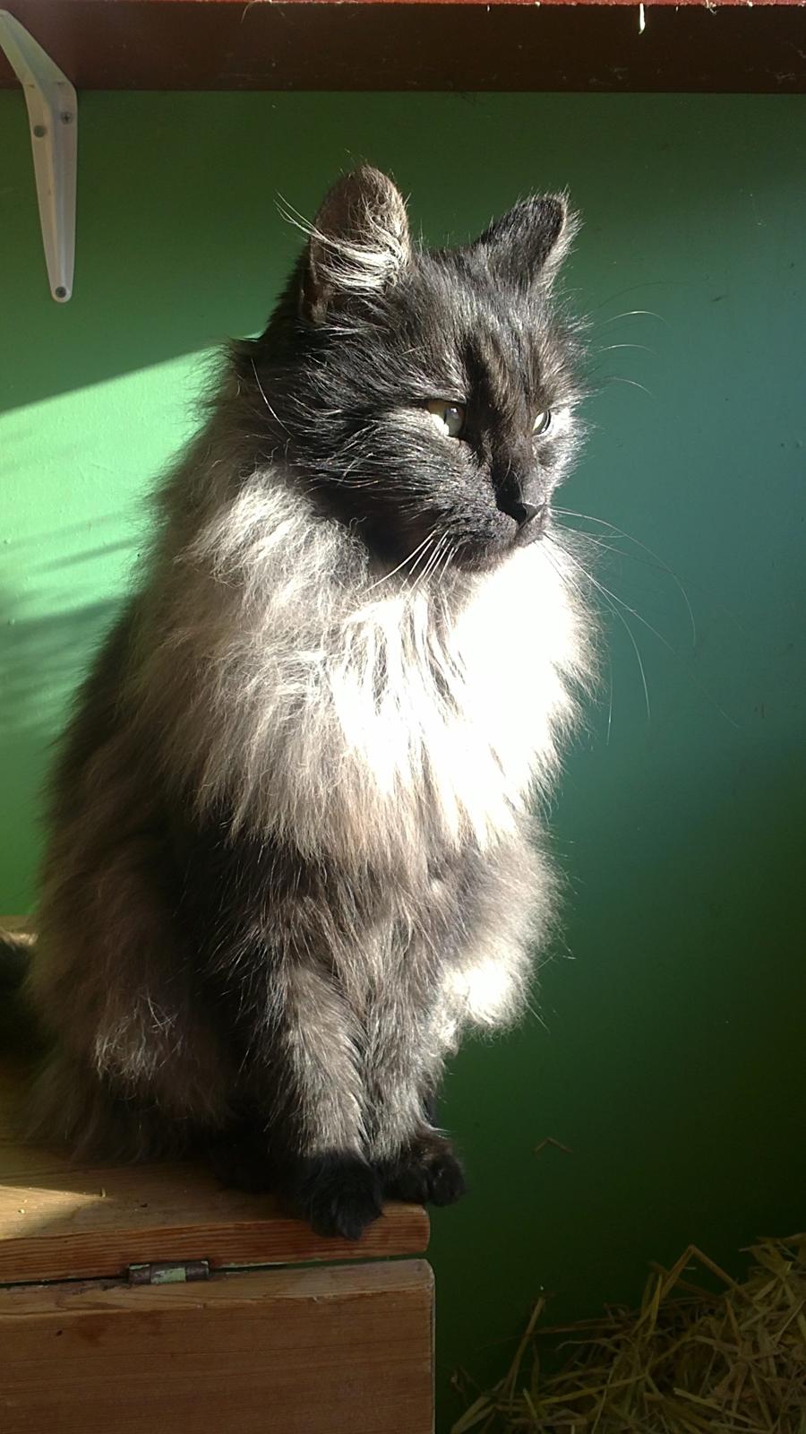 Blanding af racer Lui billede 2