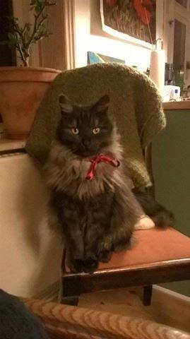 Blanding af racer Lui billede 6