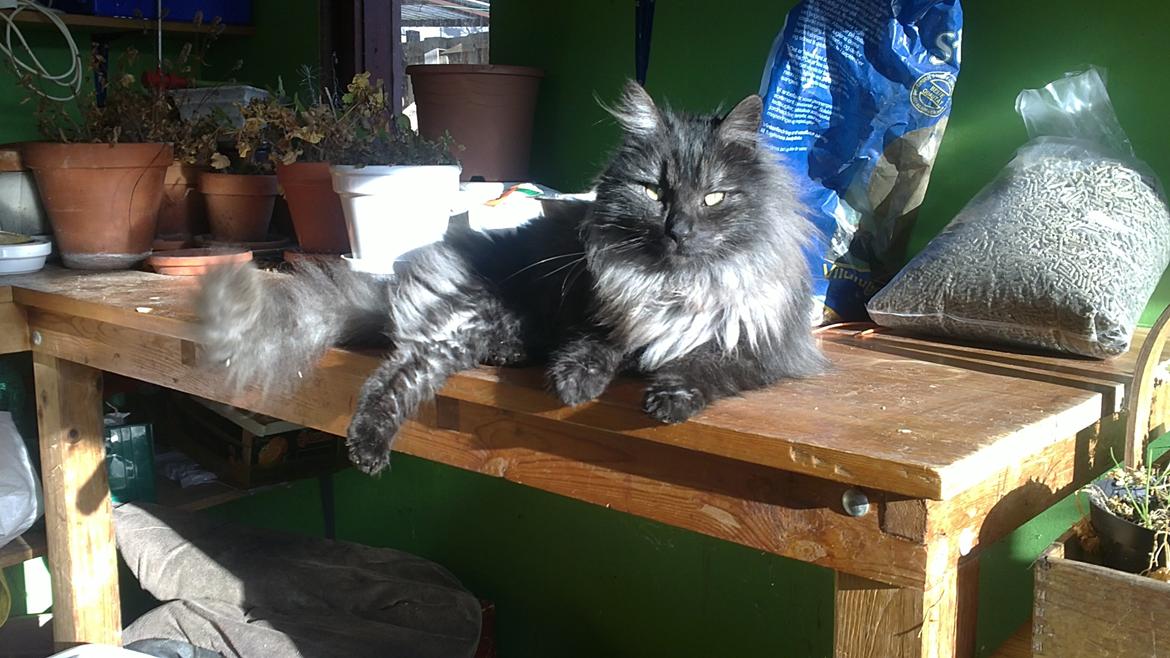 Blanding af racer Lui billede 4