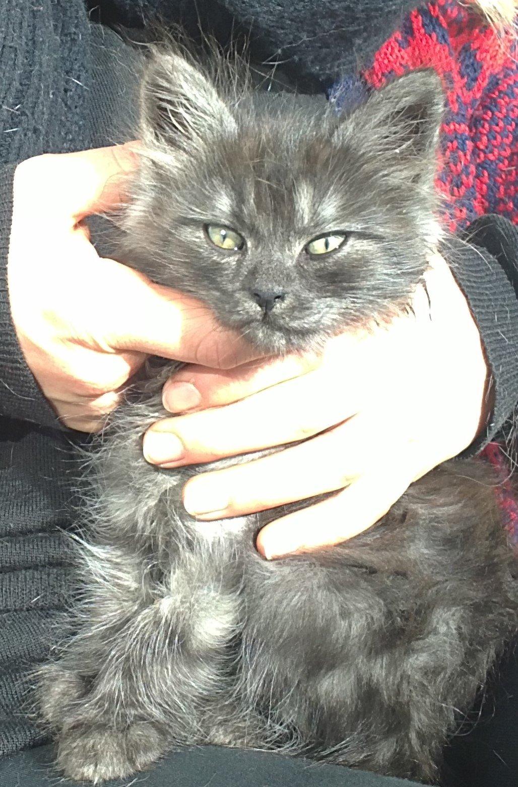 Blanding af racer Lui billede 3