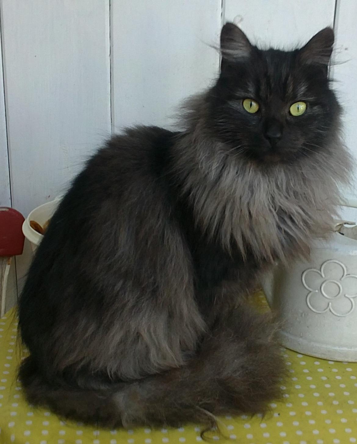 Blanding af racer Lui billede 10