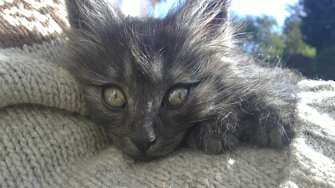 Blanding af racer Lui billede 8