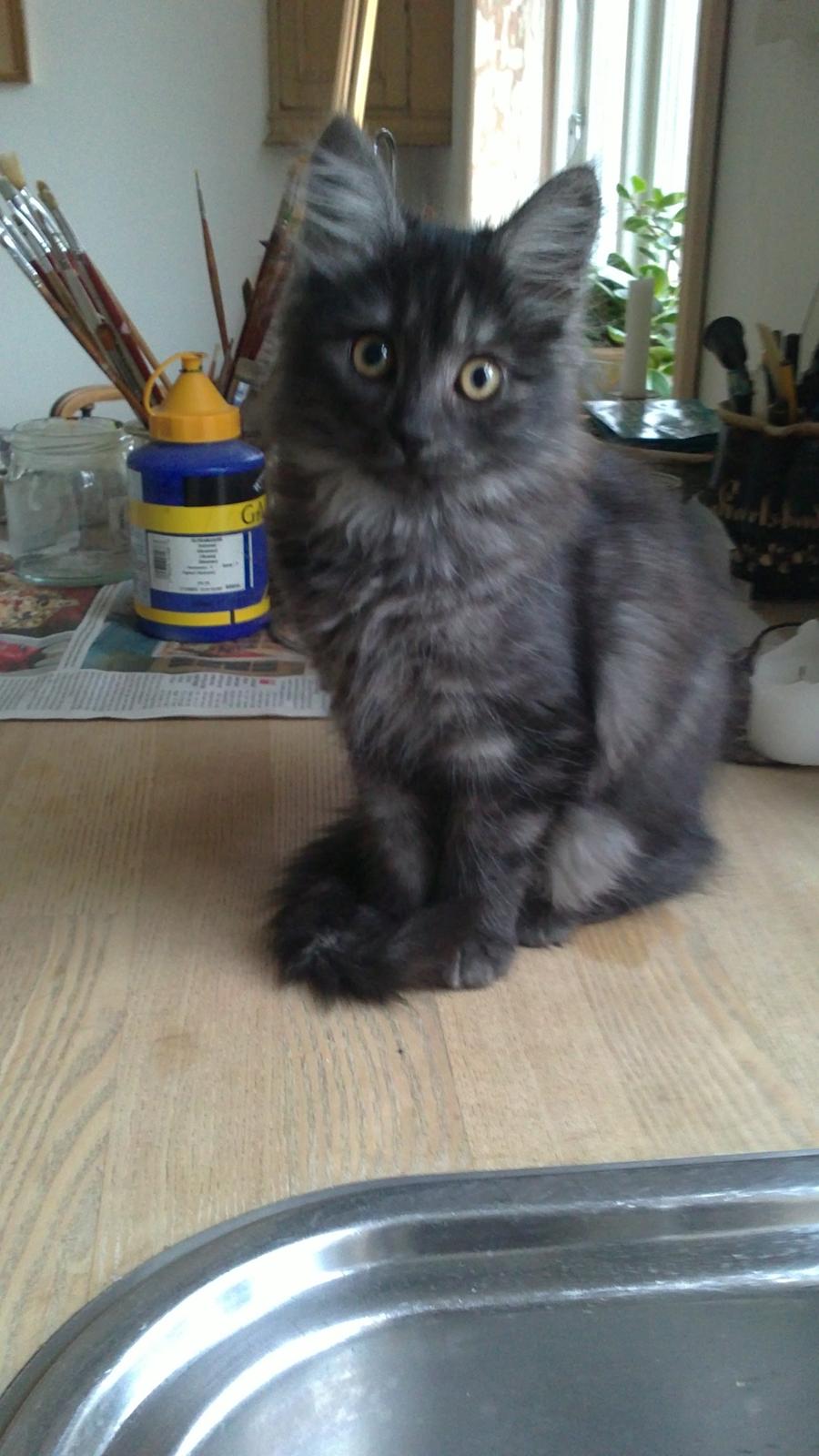 Blanding af racer Lui billede 5