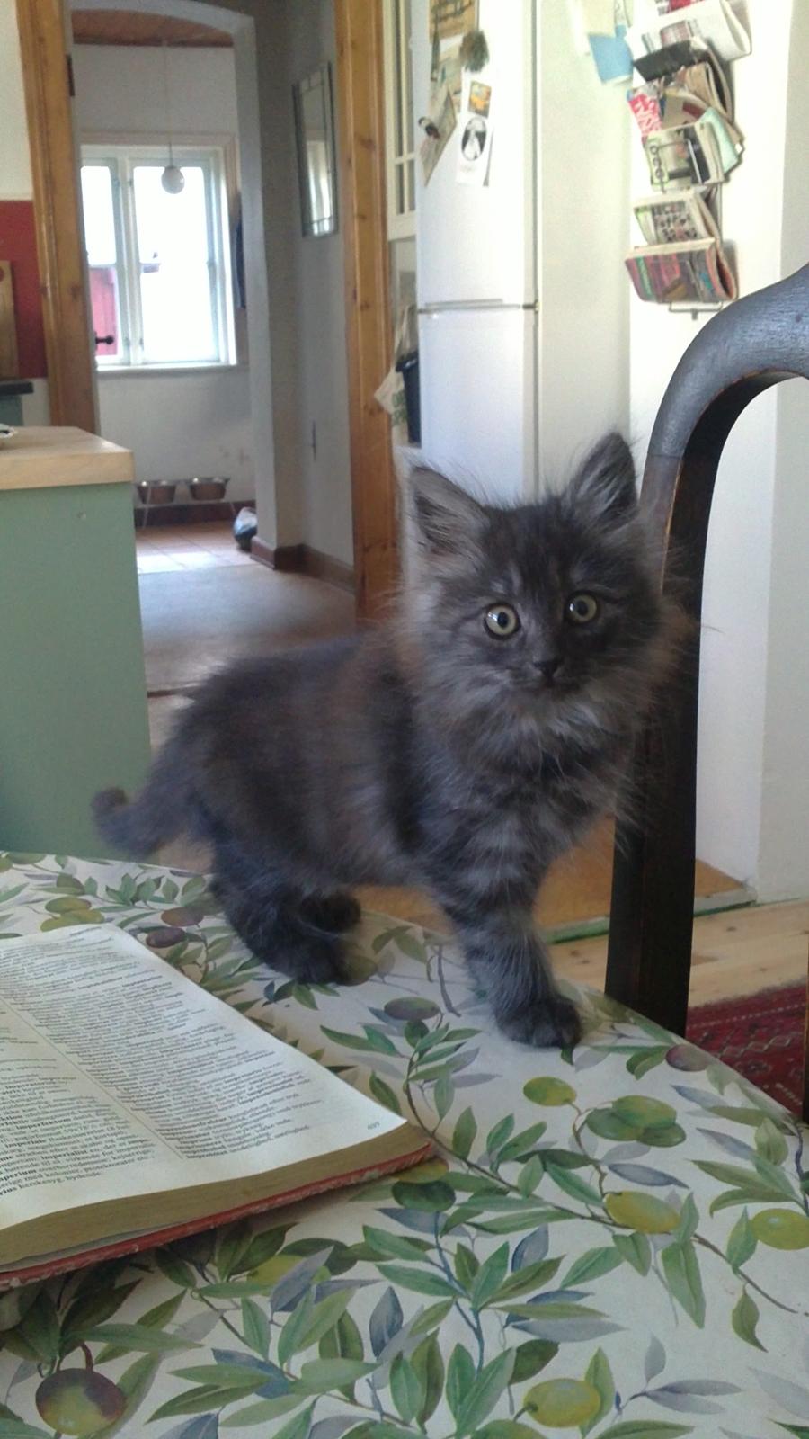 Blanding af racer Lui billede 1