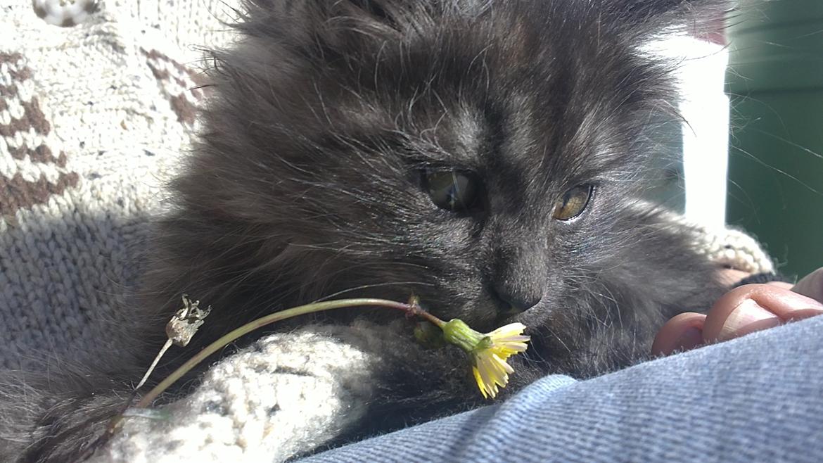 Blanding af racer Lui billede 7