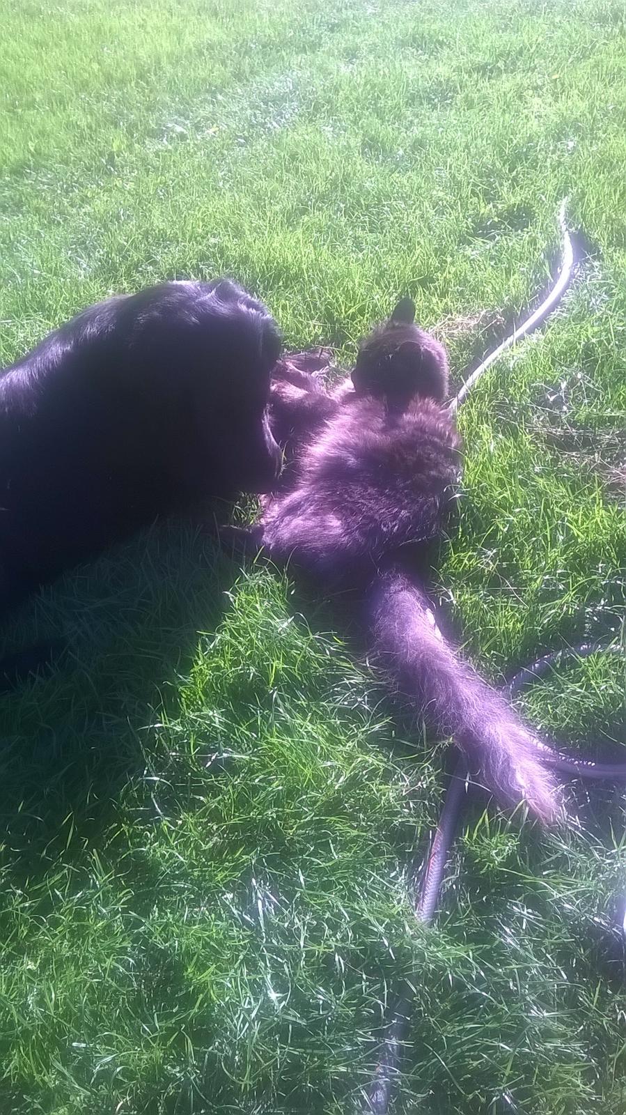 Blanding af racer Lui billede 9