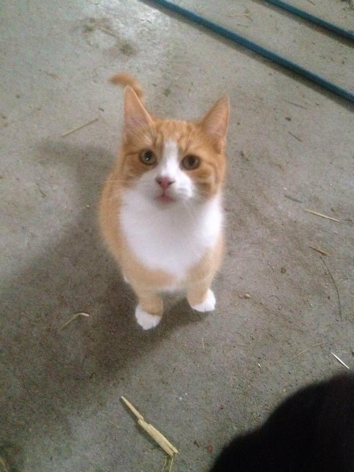 Huskat Aslan billede 1