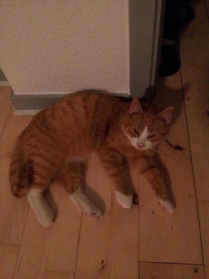 Huskat Aslan billede 2