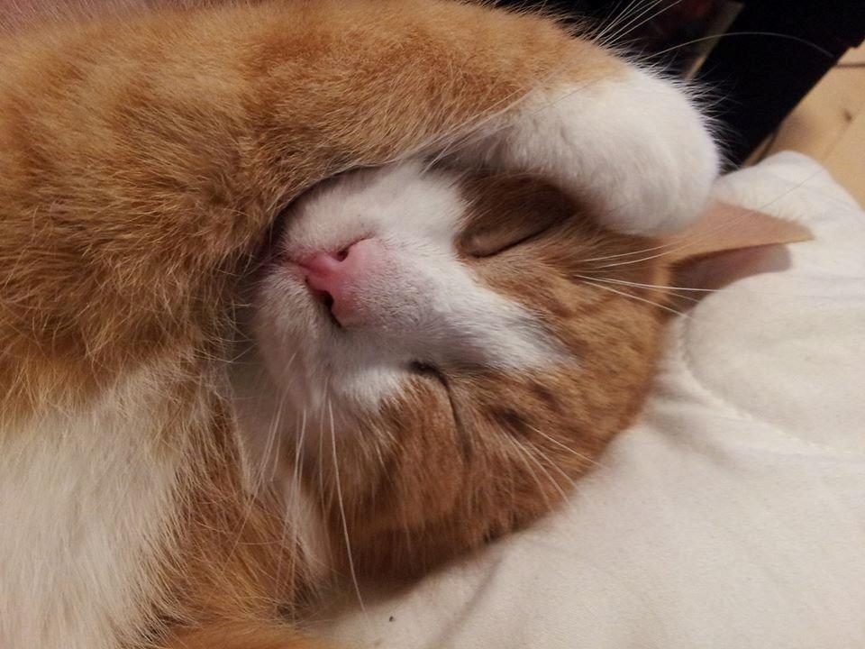 Huskat Aslan billede 4