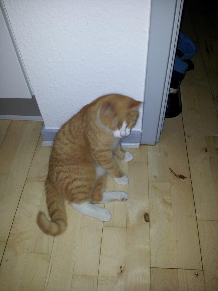 Huskat Aslan billede 3