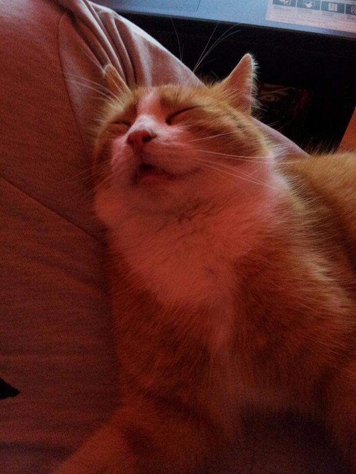 Huskat Aslan billede 5