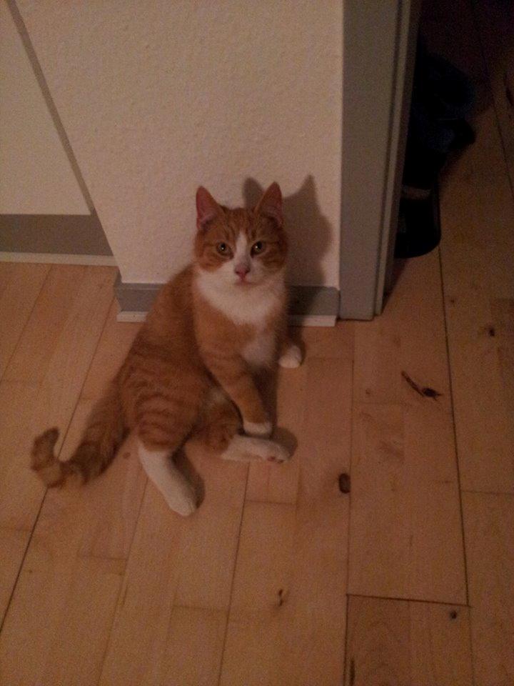 Huskat Aslan billede 6