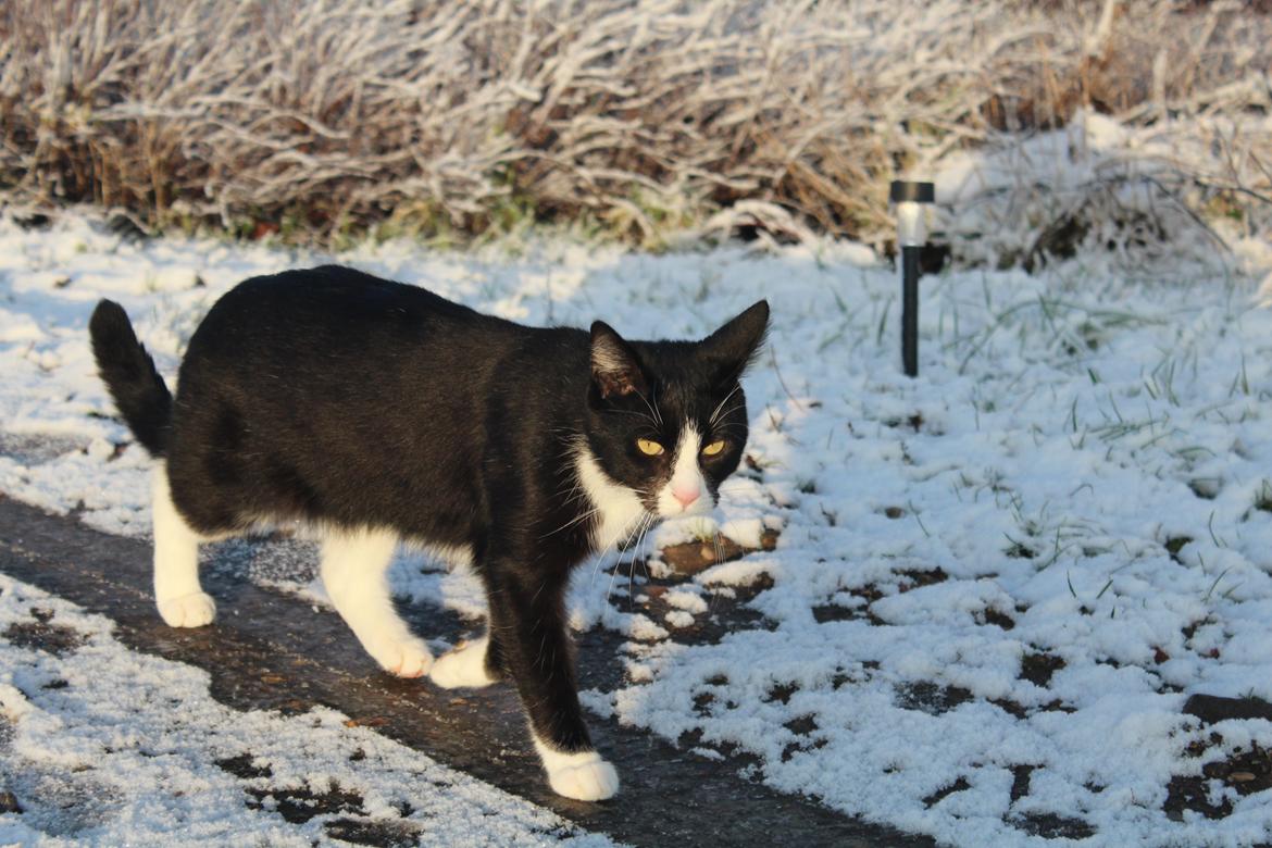 Blanding af racer Diego<3 billede 1