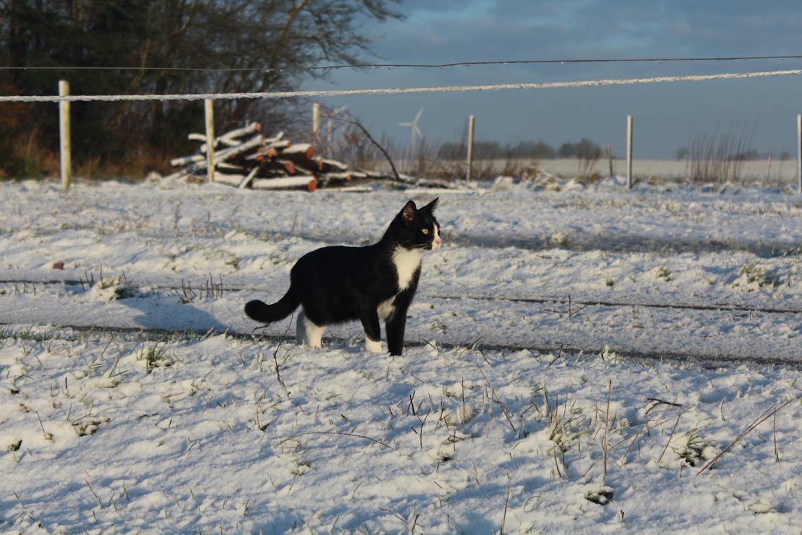 Blanding af racer Diego<3 billede 42