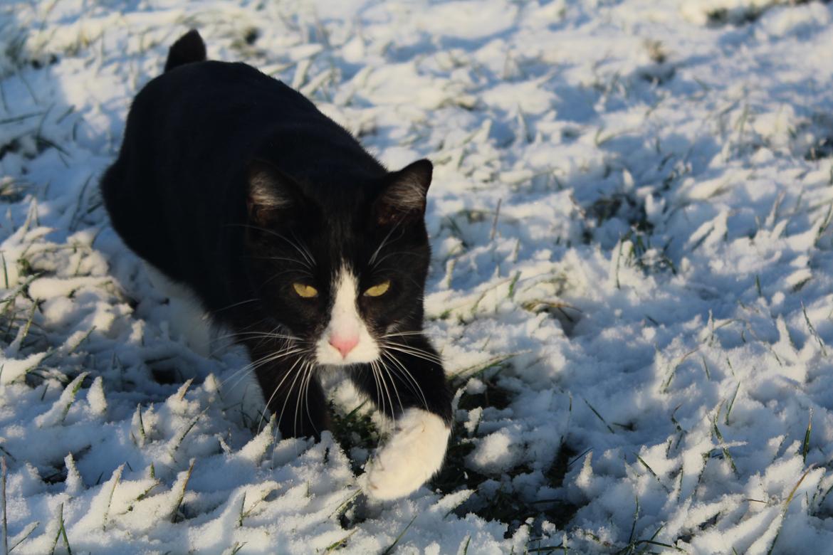 Blanding af racer Diego<3 billede 2