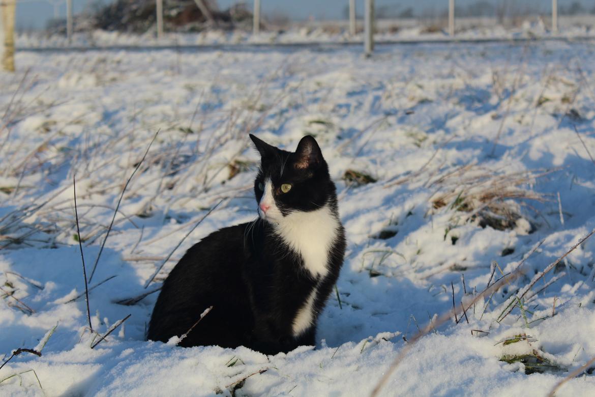 Blanding af racer Diego<3 billede 49