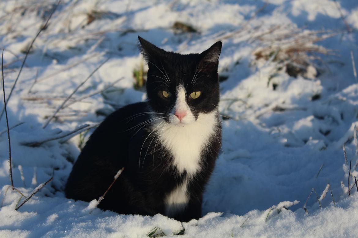 Blanding af racer Diego<3 billede 46