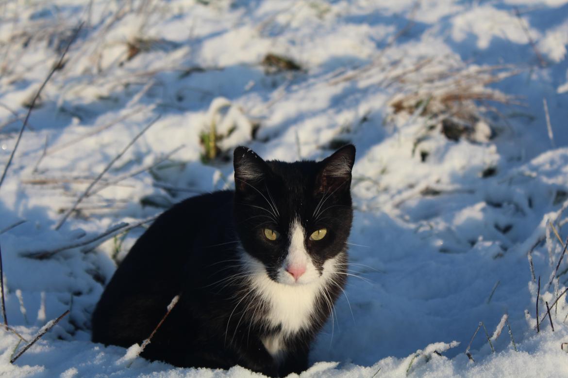 Blanding af racer Diego<3 billede 48