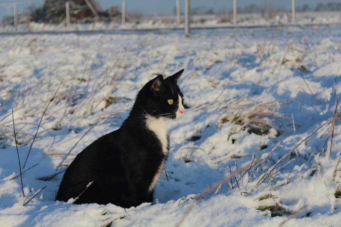 Blanding af racer Diego<3 billede 3