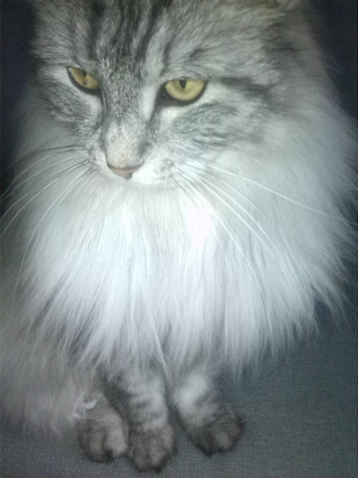 Maine Coon Liva billede 1