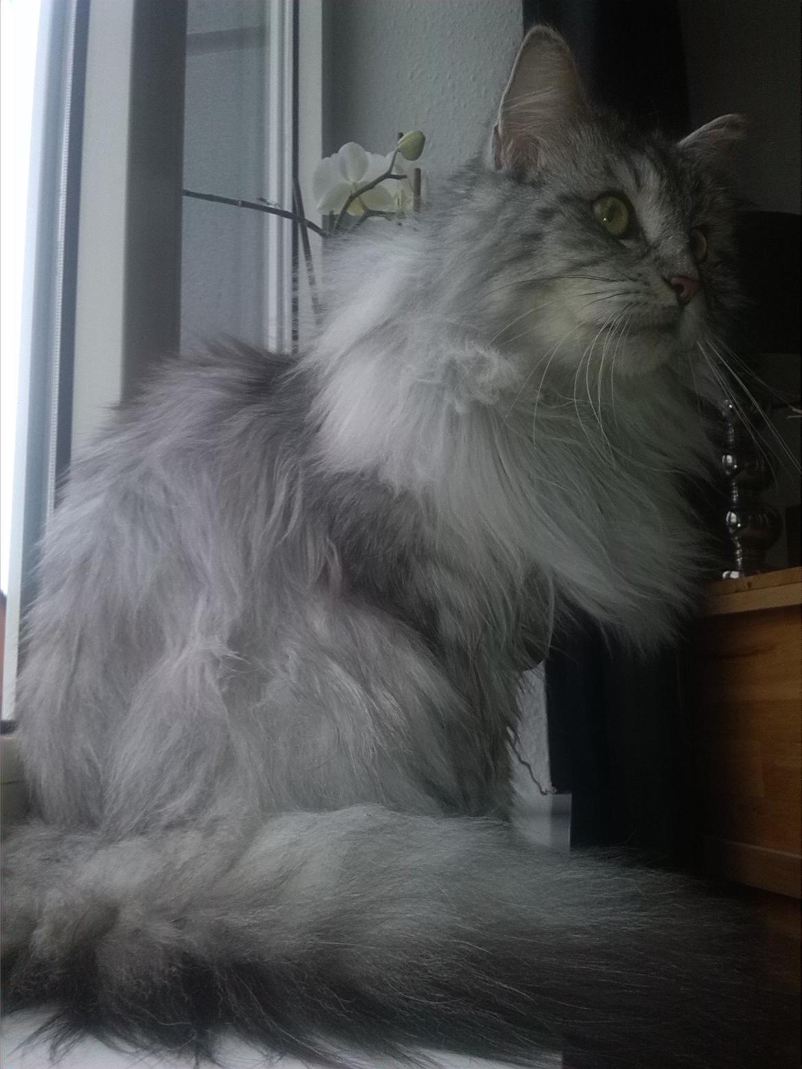 Maine Coon Liva billede 2