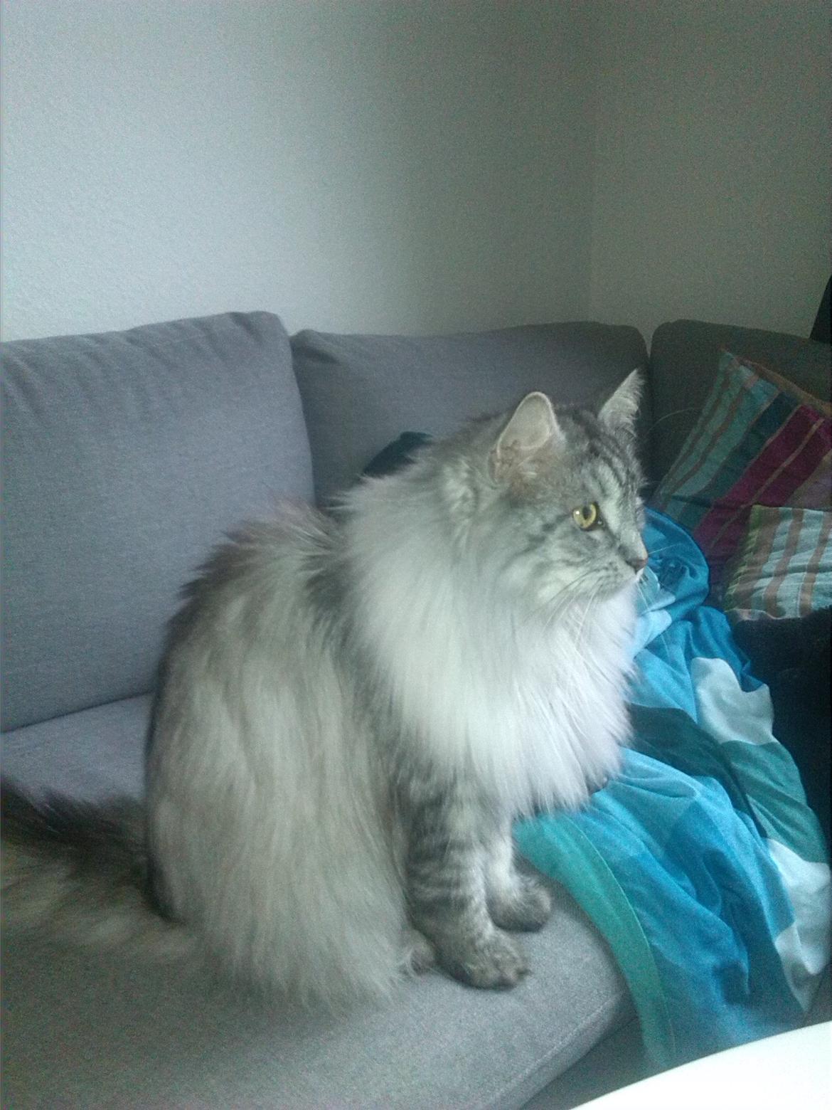 Maine Coon Liva billede 3