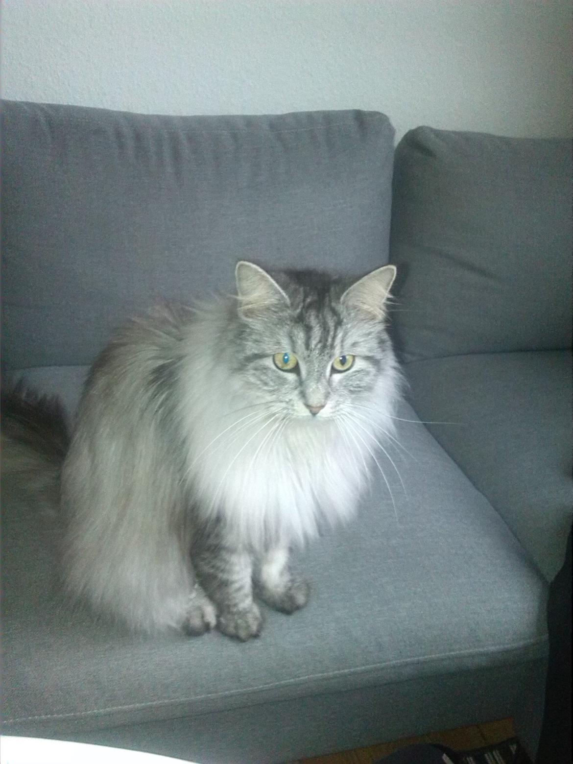 Maine Coon Liva billede 4