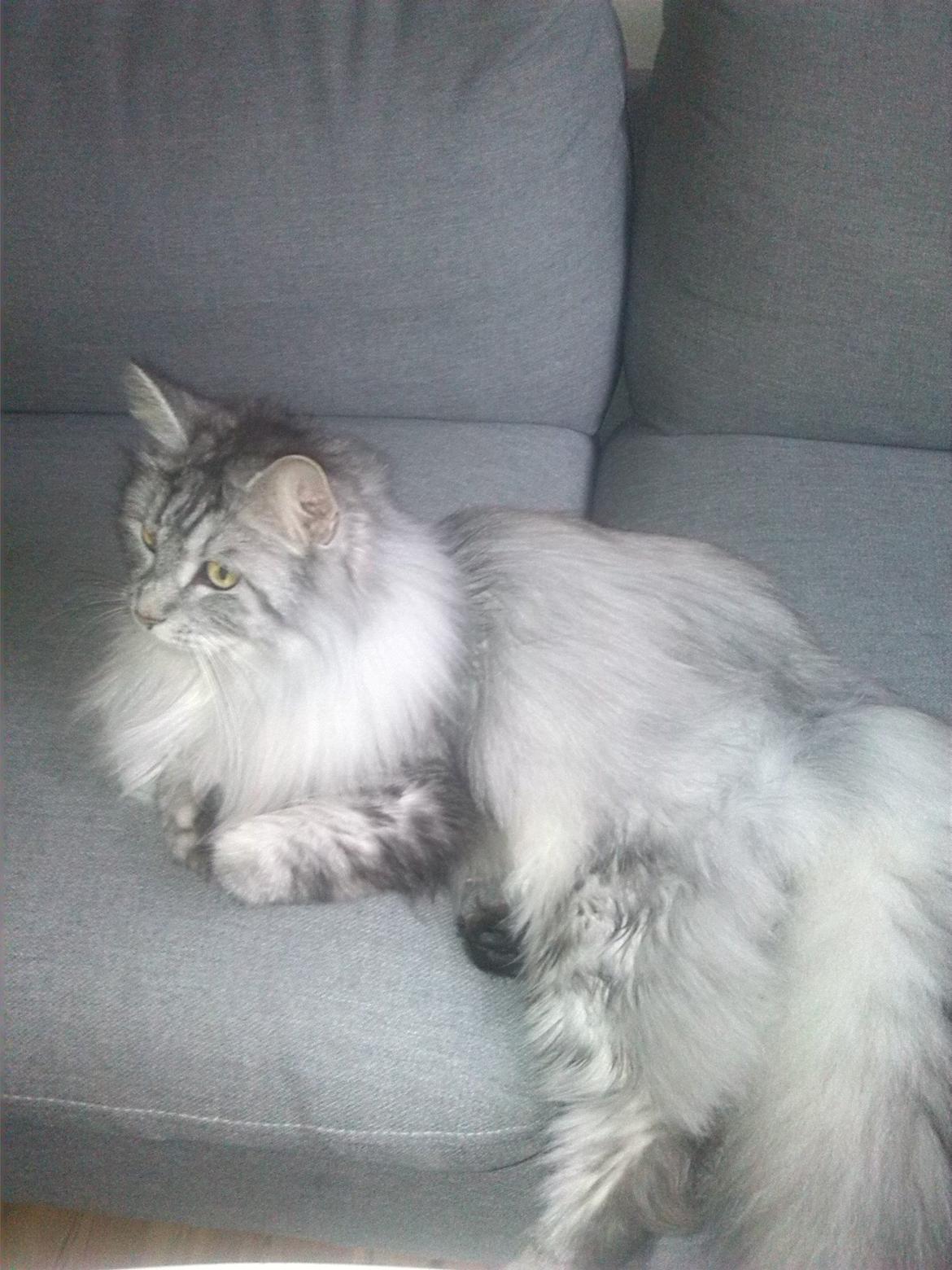 Maine Coon Liva billede 5
