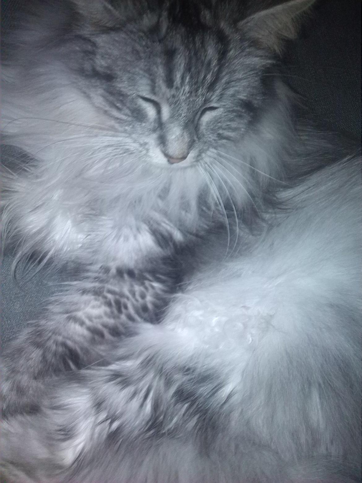 Maine Coon Liva billede 6