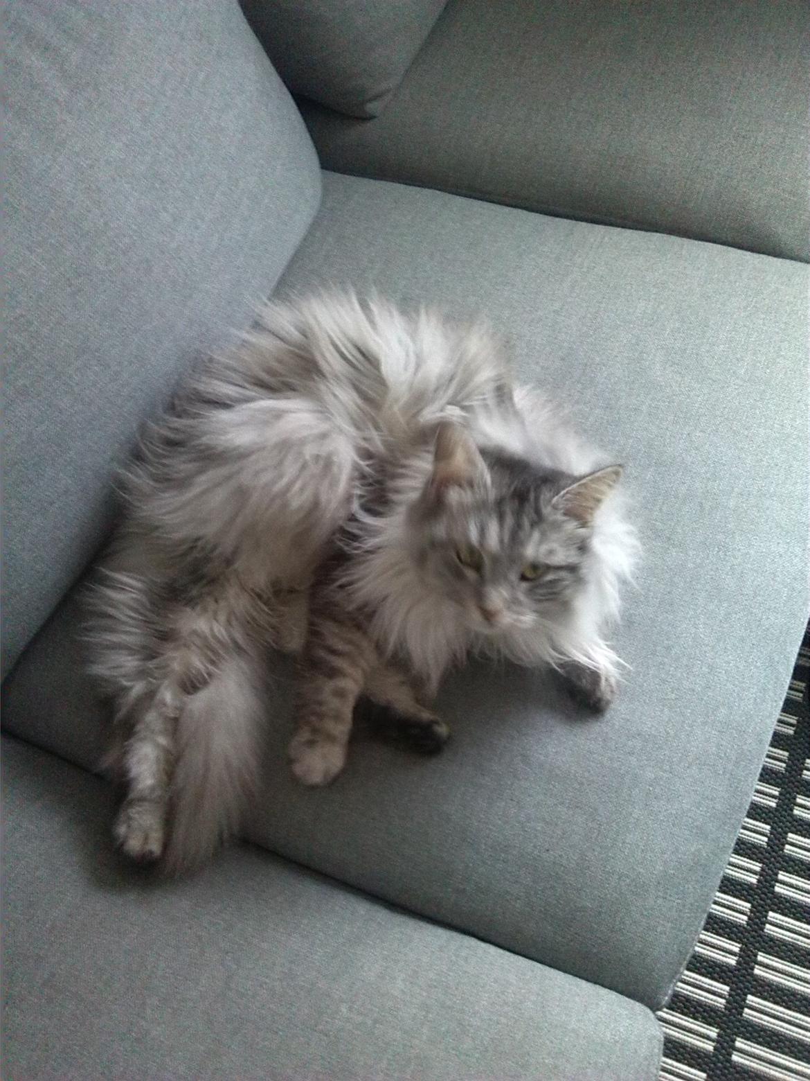Maine Coon Liva billede 7