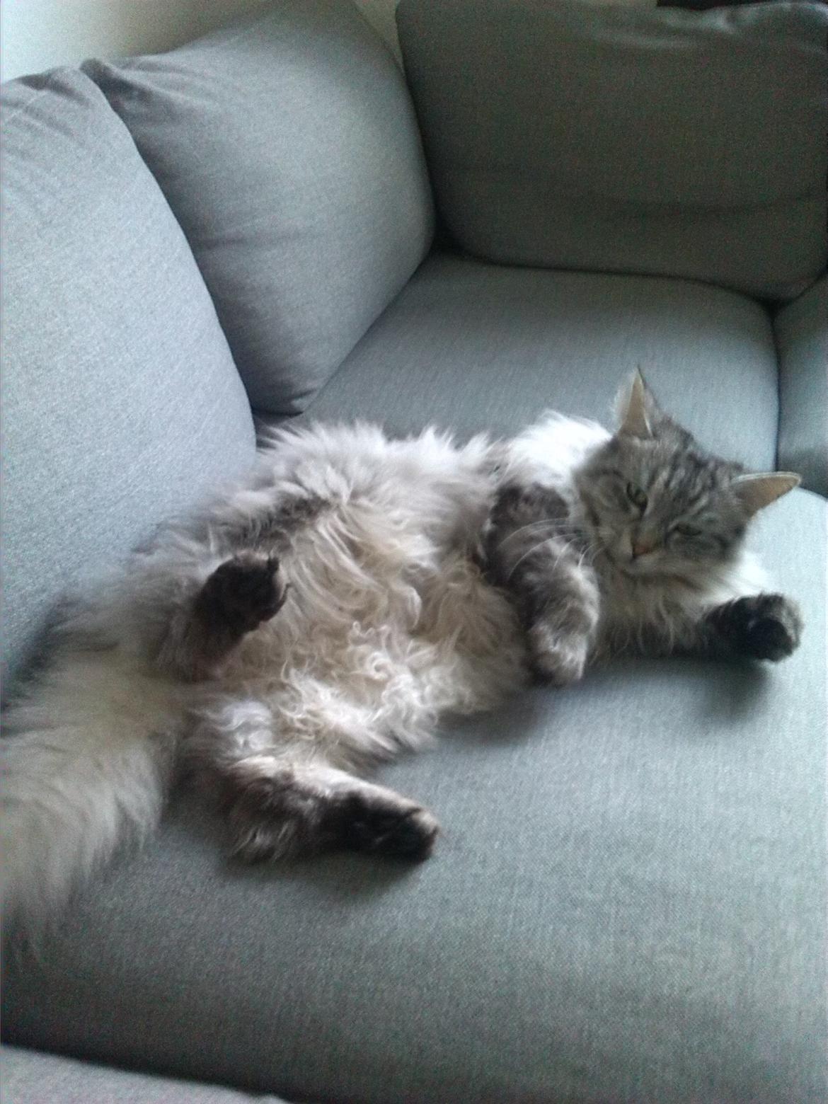 Maine Coon Liva billede 8