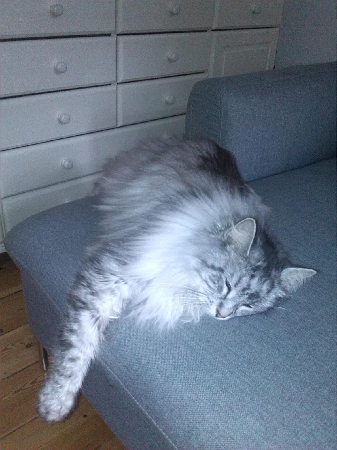 Maine Coon Liva billede 9