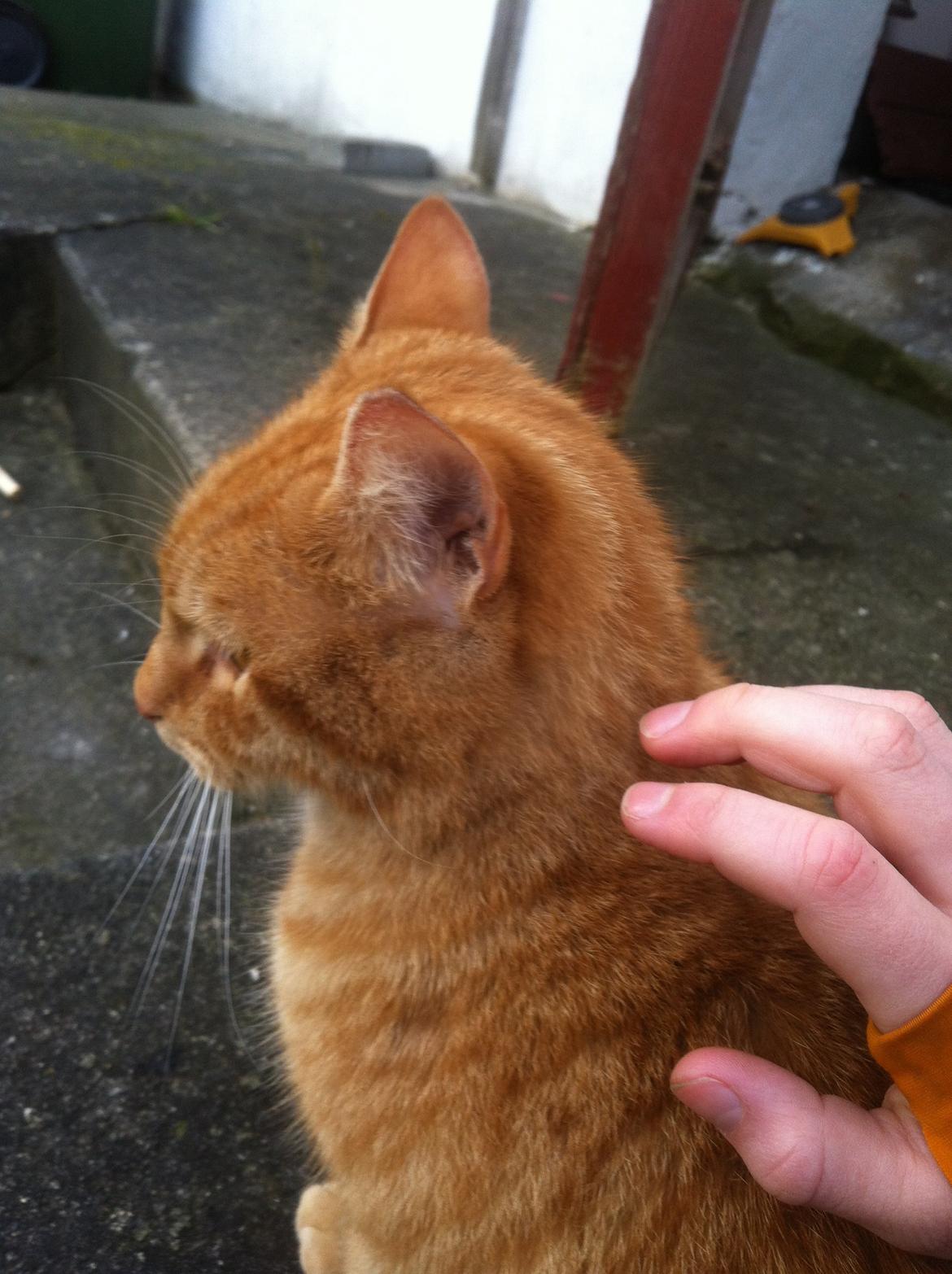 Huskat Milo billede 36