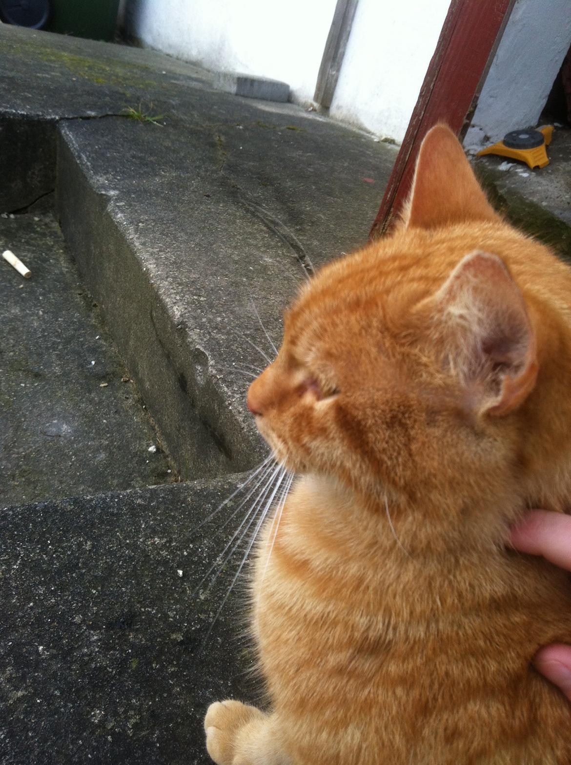 Huskat Milo billede 35