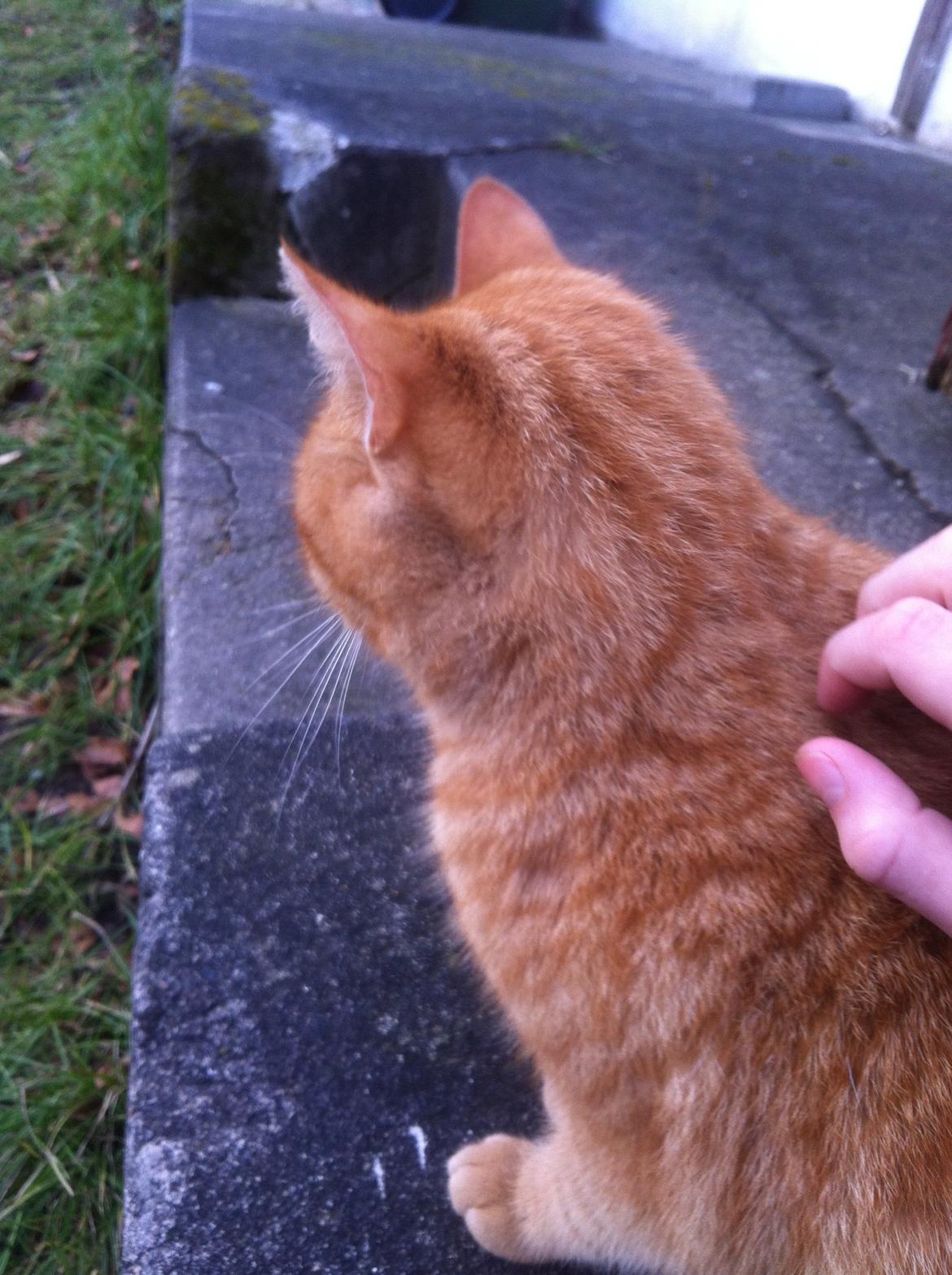 Huskat Milo billede 34