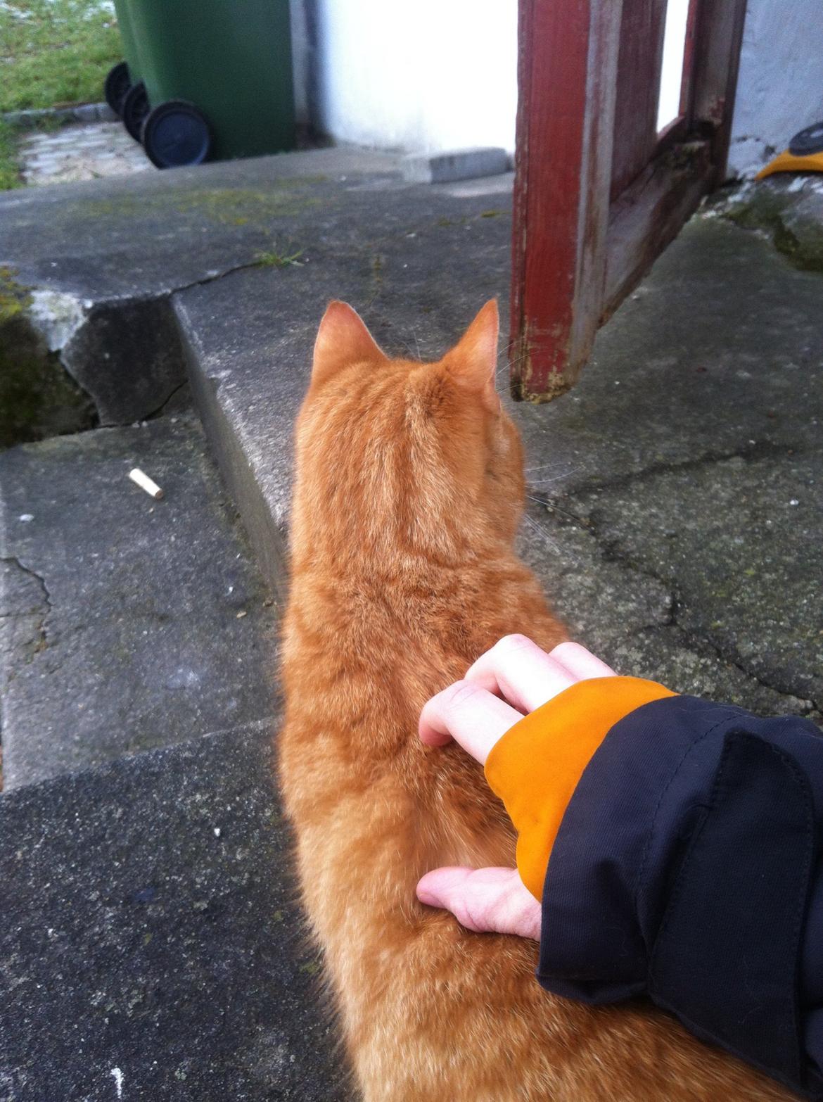 Huskat Milo billede 37