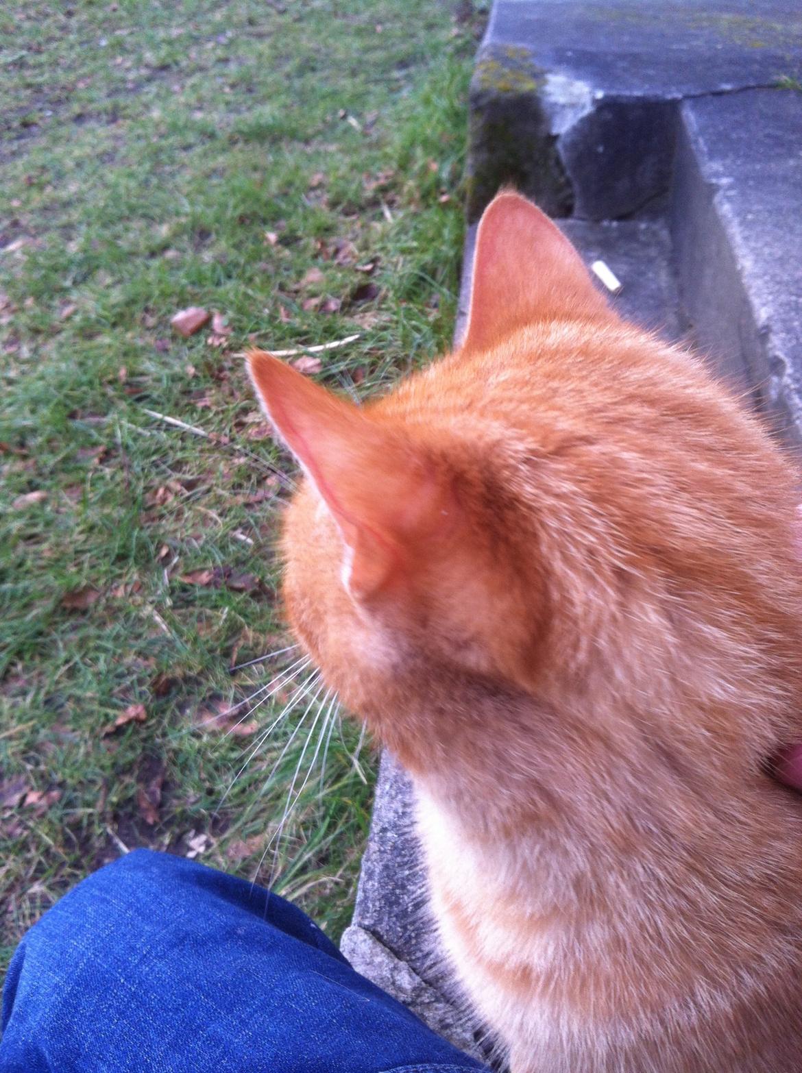 Huskat Milo billede 38