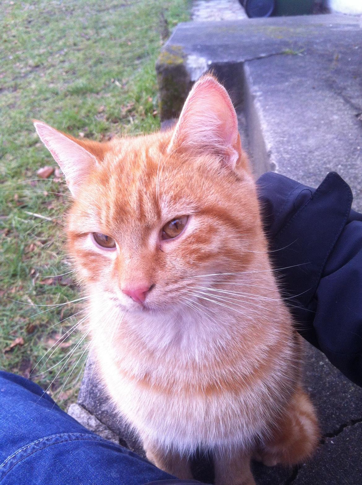 Huskat Milo billede 39