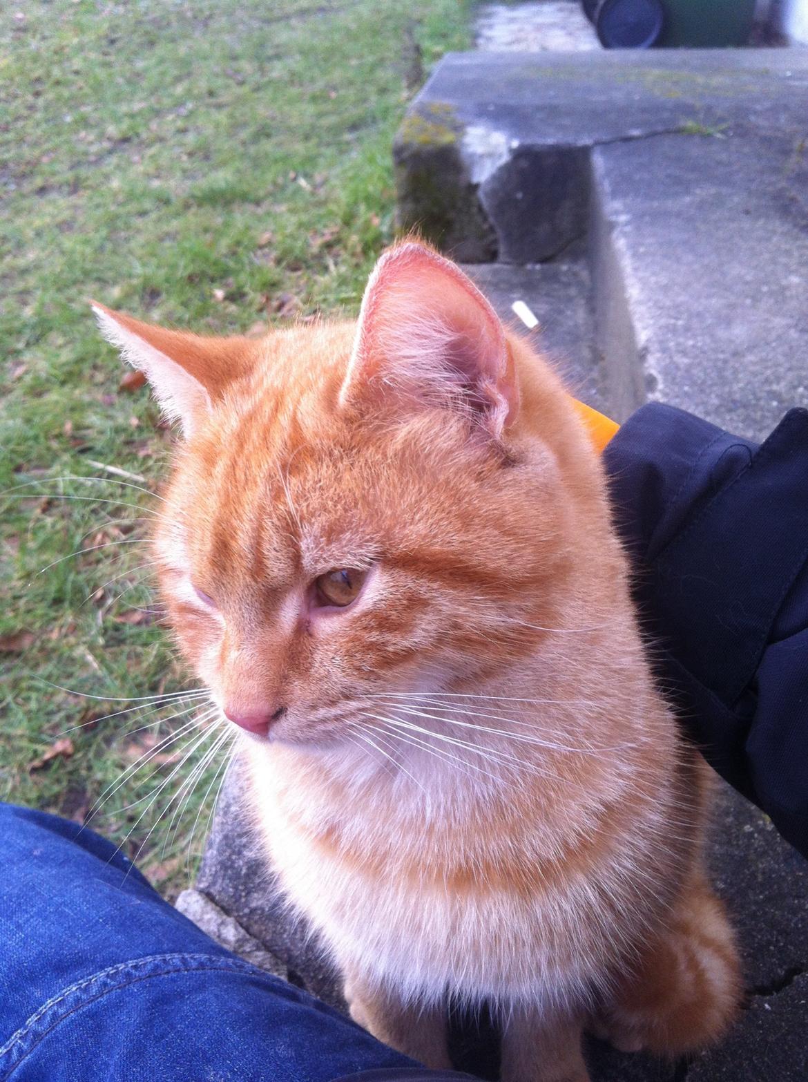 Huskat Milo billede 40