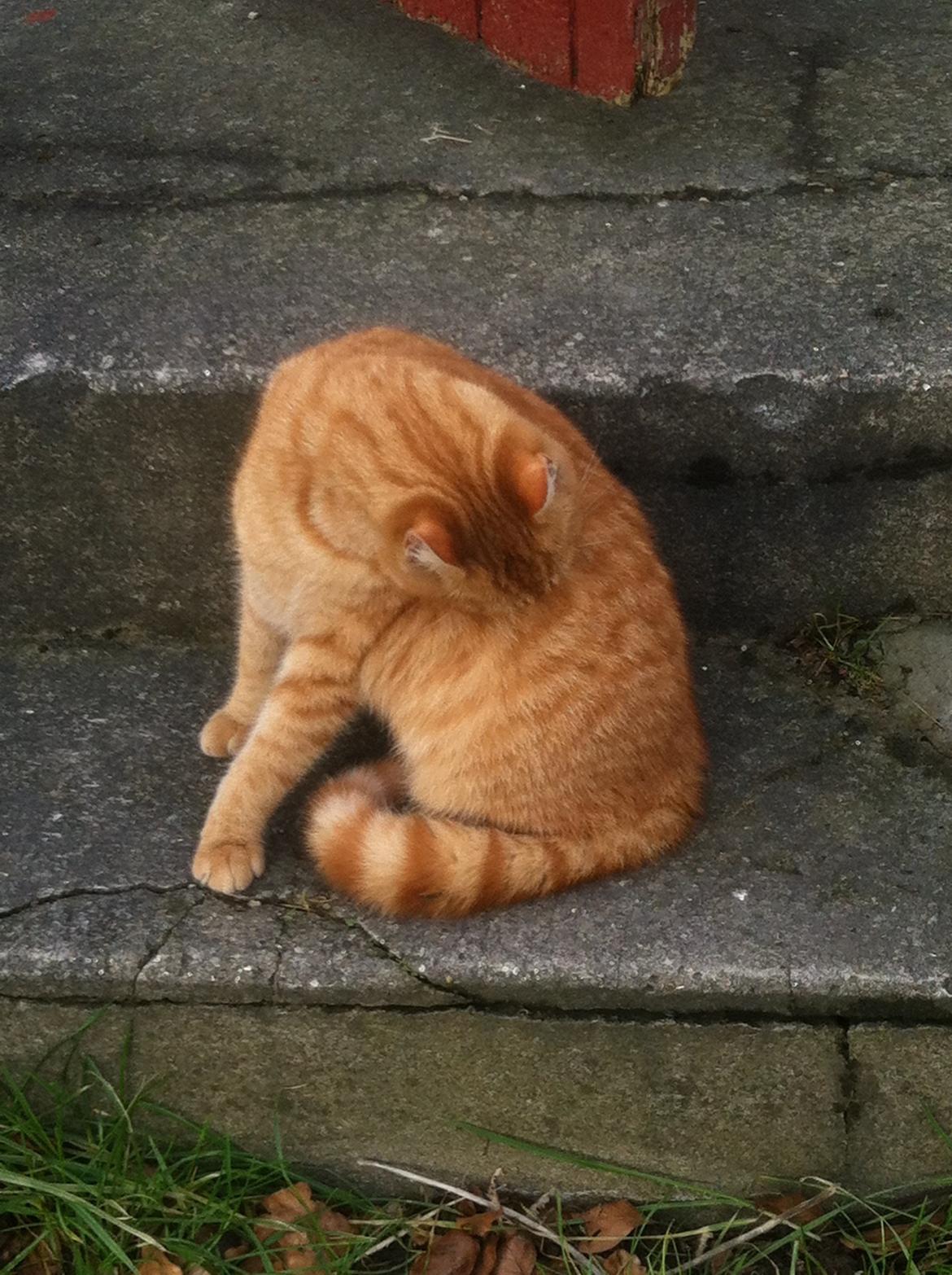 Huskat Milo billede 41