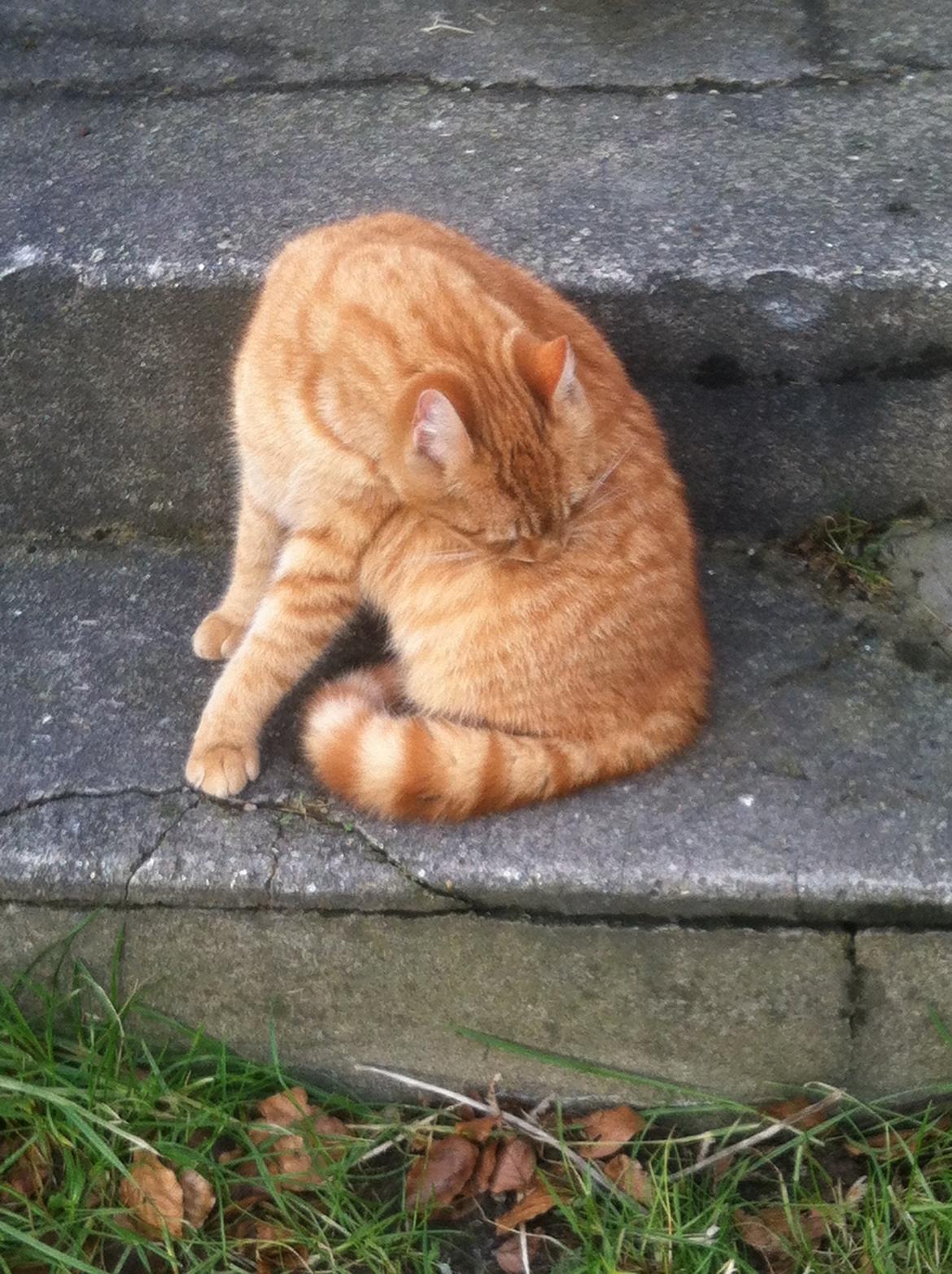 Huskat Milo billede 42