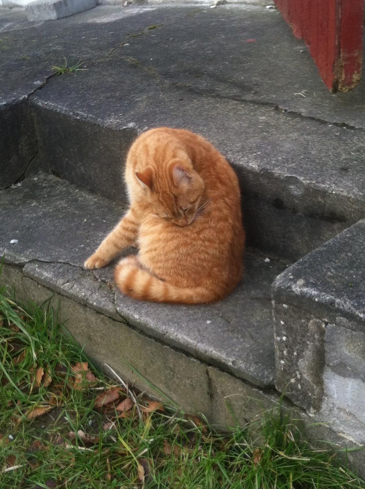 Huskat Milo billede 43