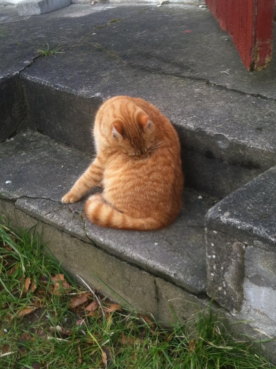 Huskat Milo billede 45