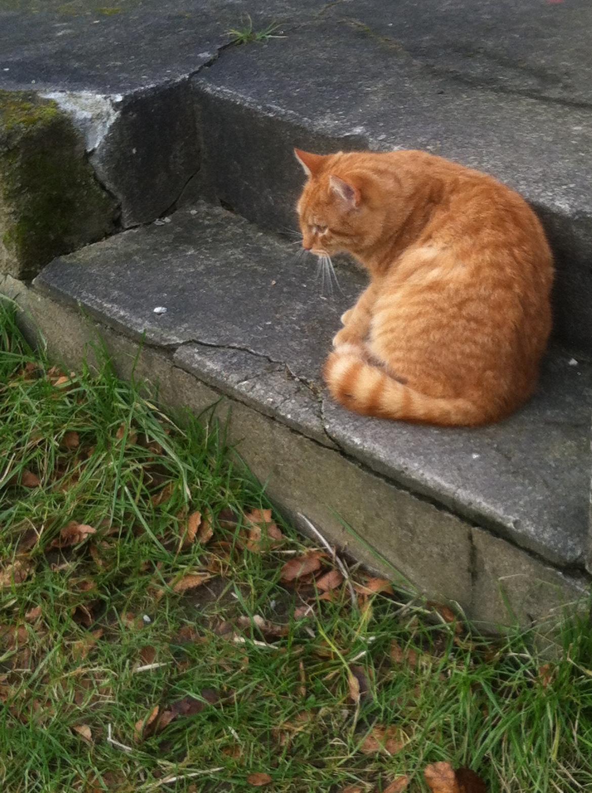 Huskat Milo billede 44