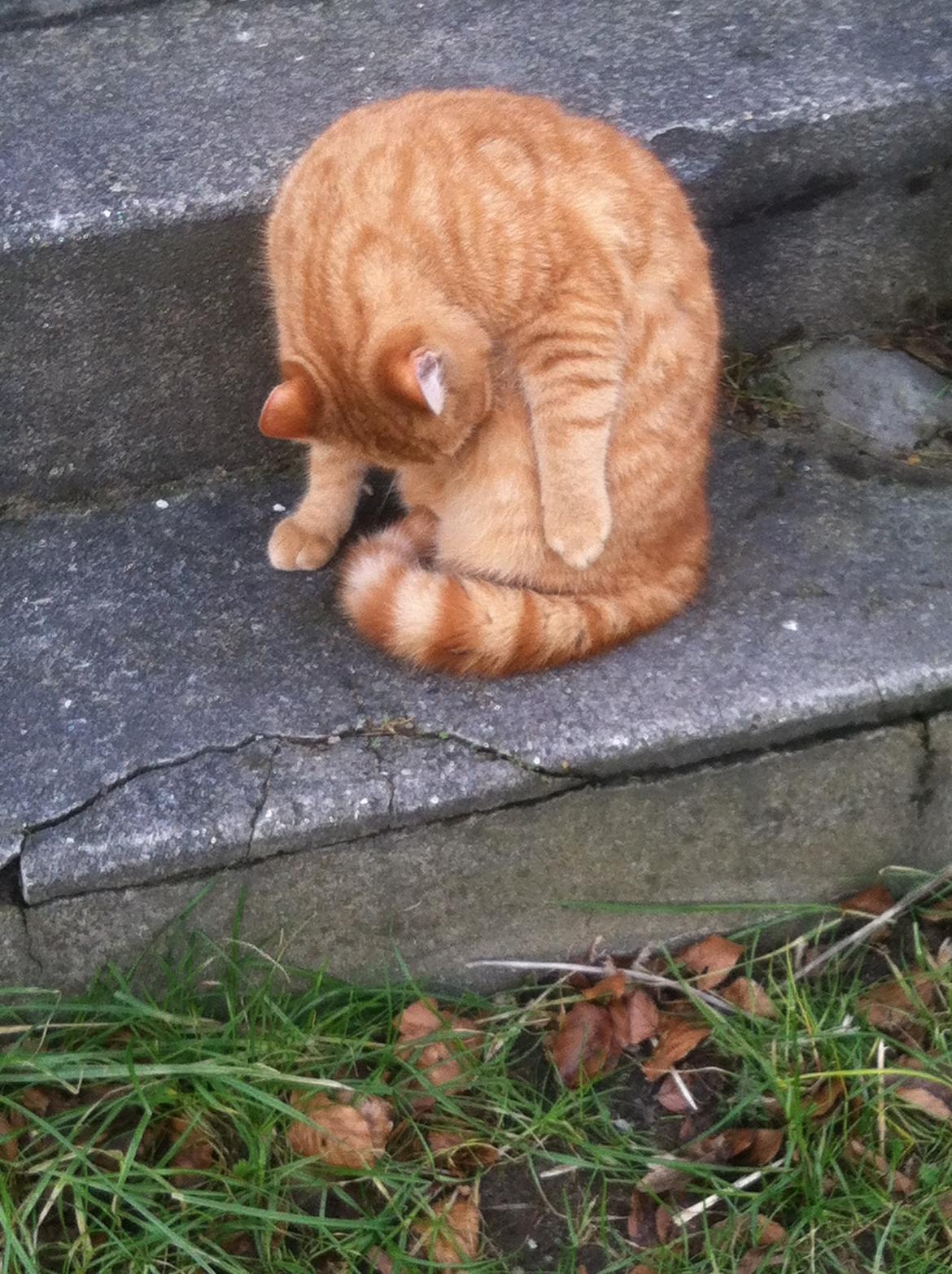 Huskat Milo billede 46