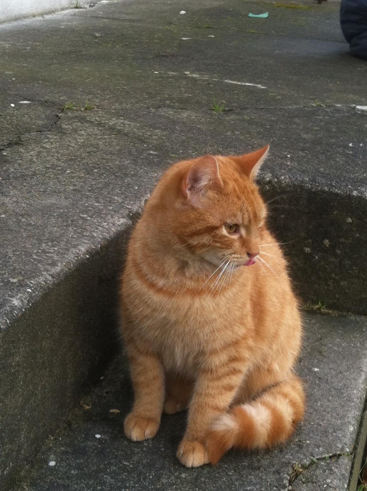 Huskat Milo billede 47